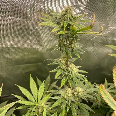 Gelato growlog timeline photo