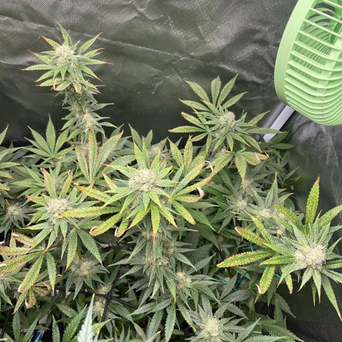 Gelato growlog timeline photo