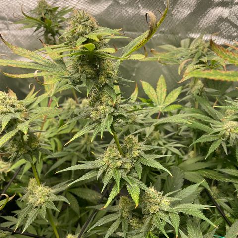 Gelato growlog timeline photo