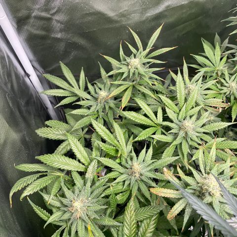 Gelato growlog timeline photo