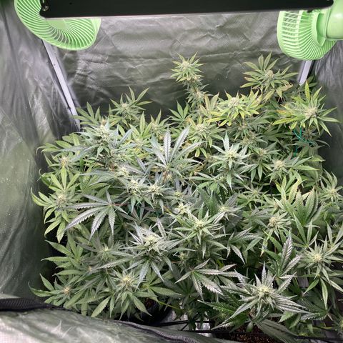 Gelato growlog timeline photo