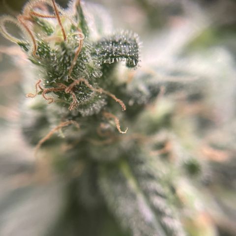 Gelato growlog timeline photo