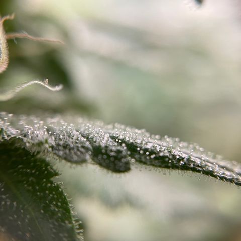 Gelato growlog timeline photo