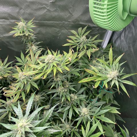 Gelato growlog timeline photo