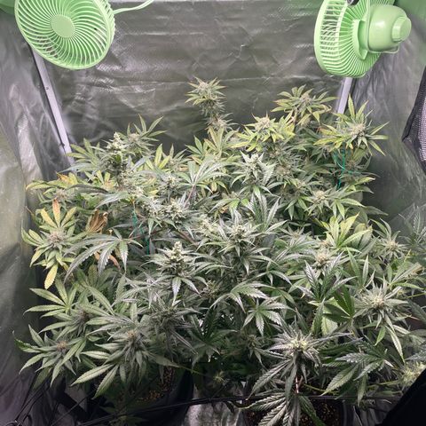 Gelato growlog timeline photo