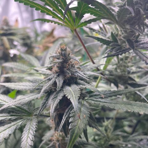 Gelato growlog timeline photo