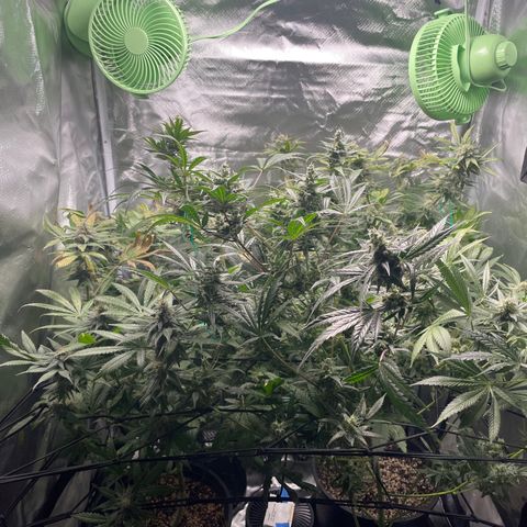 Gelato growlog timeline photo