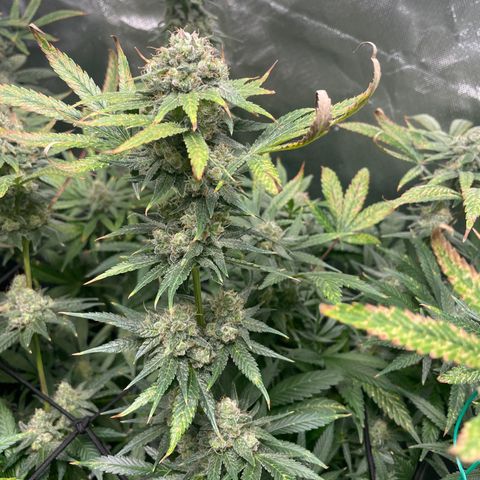 Gelato growlog timeline photo
