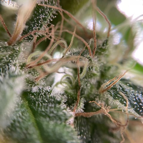 Gelato growlog timeline photo