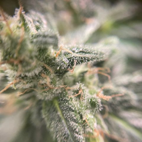 Gelato growlog timeline photo