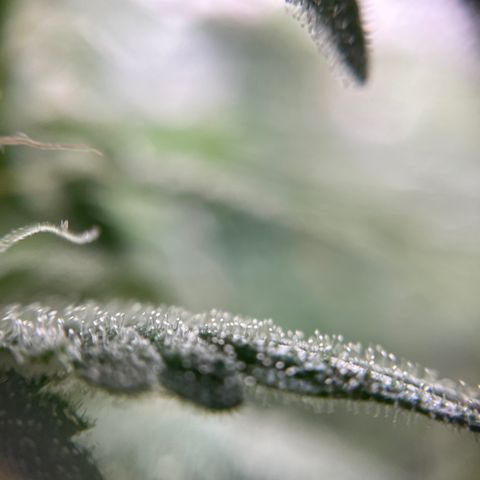 Gelato growlog timeline photo