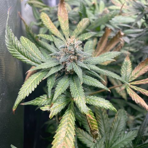 Gelato growlog timeline photo