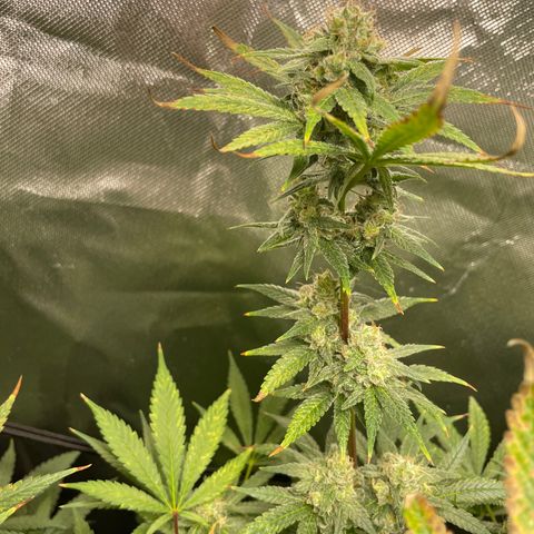 Gelato growlog timeline photo
