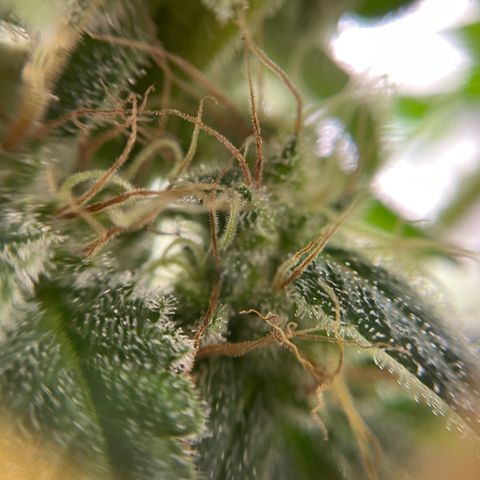 Gelato growlog timeline photo