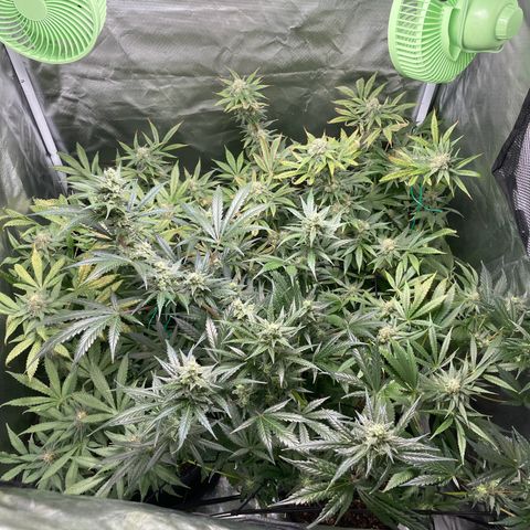 Gelato growlog timeline photo