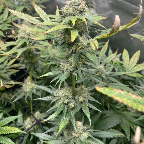Gelato growlog timeline photo