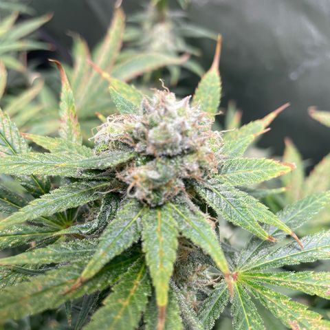 Gelato growlog timeline photo