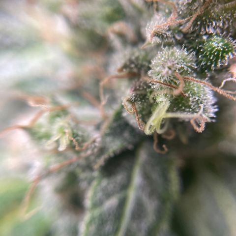 Gelato growlog timeline photo