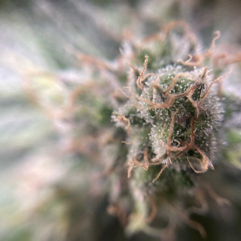 Gelato growlog timeline photo