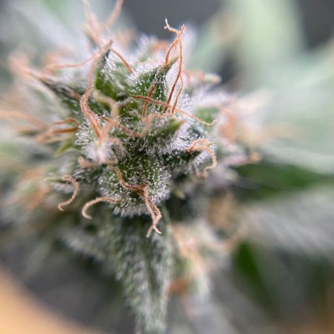 Gelato growlog timeline photo