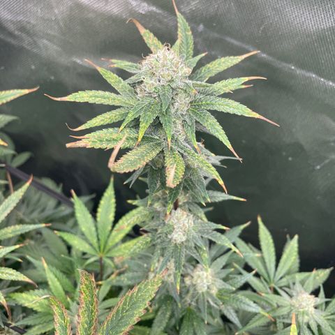 Gelato growlog timeline photo