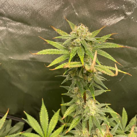 Gelato growlog timeline photo