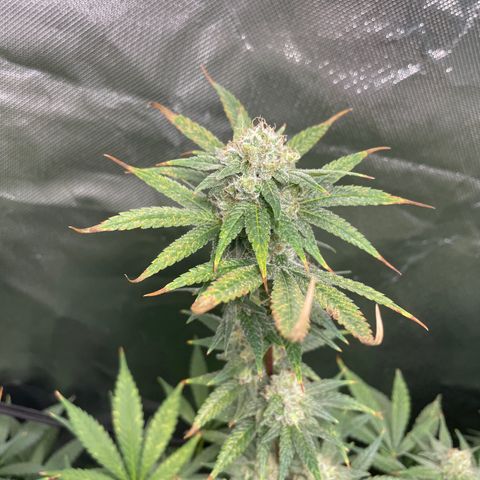 Gelato growlog timeline photo