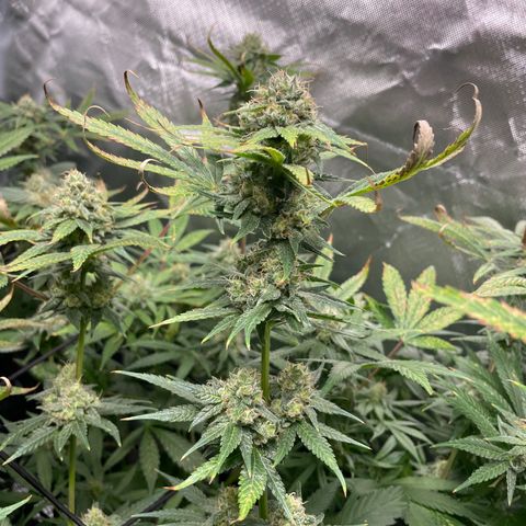 Gelato growlog timeline photo