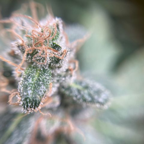 Gelato growlog timeline photo