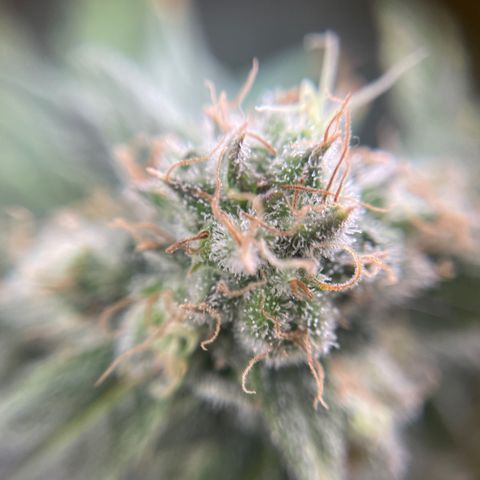 Gelato growlog timeline photo