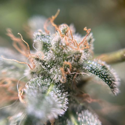 Gelato growlog timeline photo