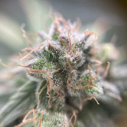 Gelato growlog timeline photo