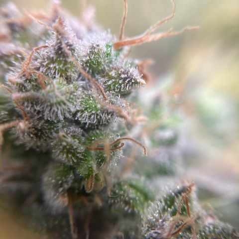 Gelato growlog timeline photo