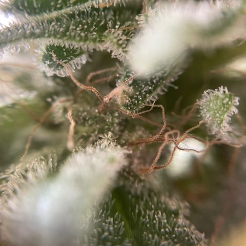 Gelato growlog timeline photo