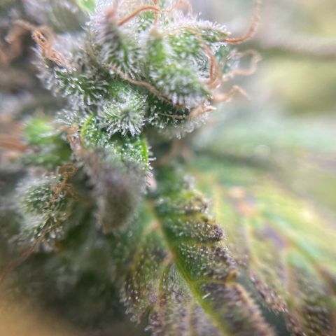 Gelato growlog timeline photo