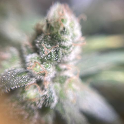 Gelato growlog timeline photo
