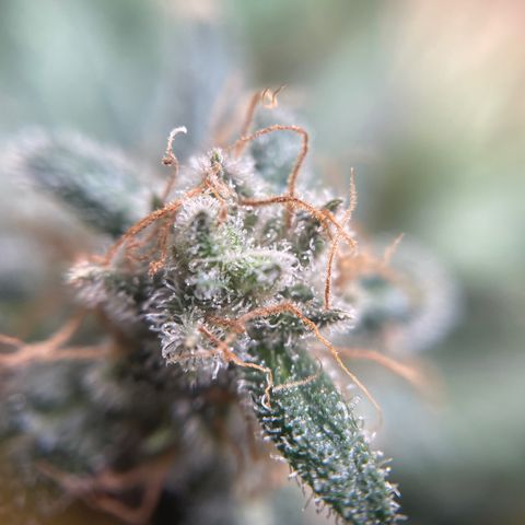 Gelato growlog timeline photo