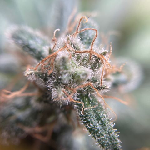 Gelato growlog timeline photo