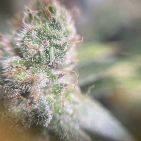 Gelato growlog timeline photo