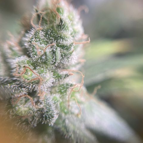 Gelato growlog timeline photo