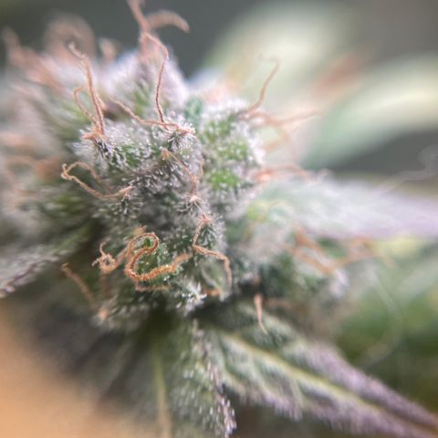 Gelato growlog timeline photo