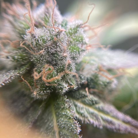 Gelato growlog timeline photo