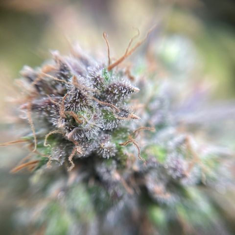 Gelato growlog timeline photo