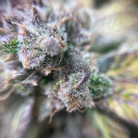 Gelato growlog timeline photo