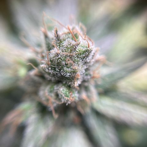 Gelato growlog timeline photo