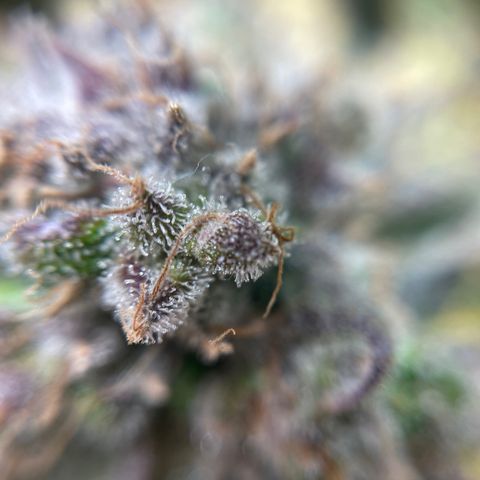 Gelato growlog timeline photo
