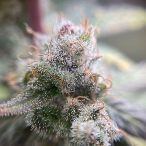 Gelato growlog timeline photo