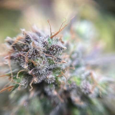 Gelato growlog timeline photo