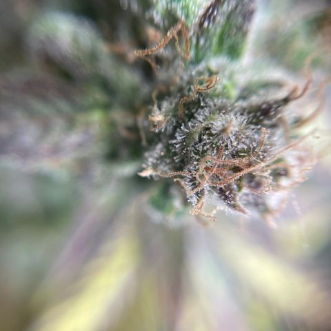 Gelato growlog timeline photo