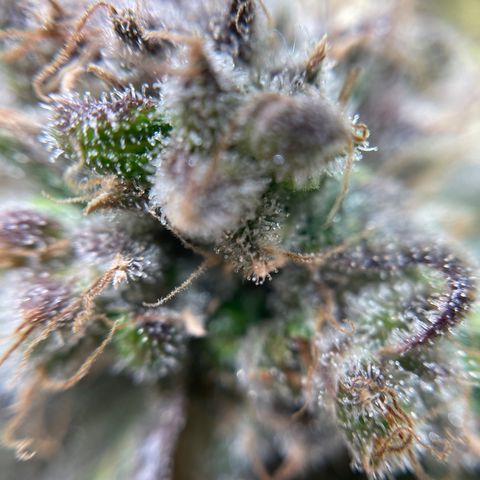 Gelato growlog timeline photo